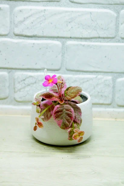 Фото и коллекция автора Masteritayaplants. Эписция Pink Smoke