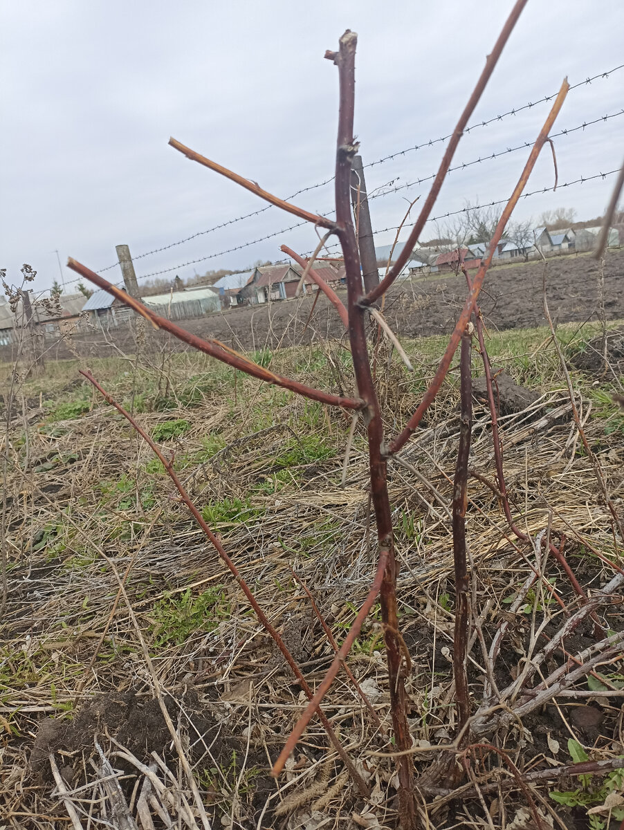 Вот примерно так выглядит прошлогодний обрезанный кустик малины. 