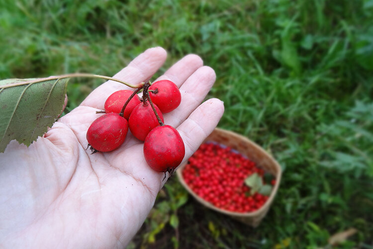 Сбор боярышника.