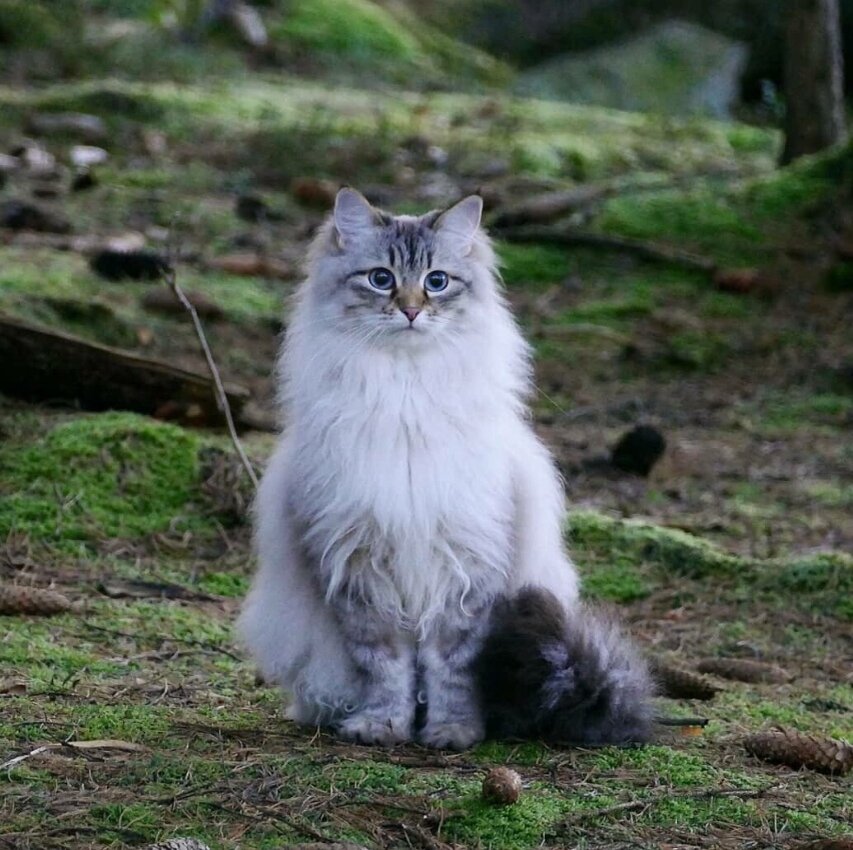 яндекс-картинки