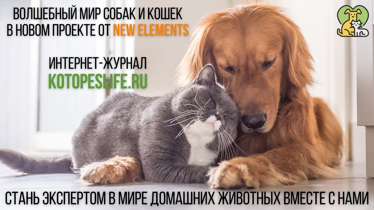Читай про друзей наших меньших в интернет-журнале Kotopeslife.ru 