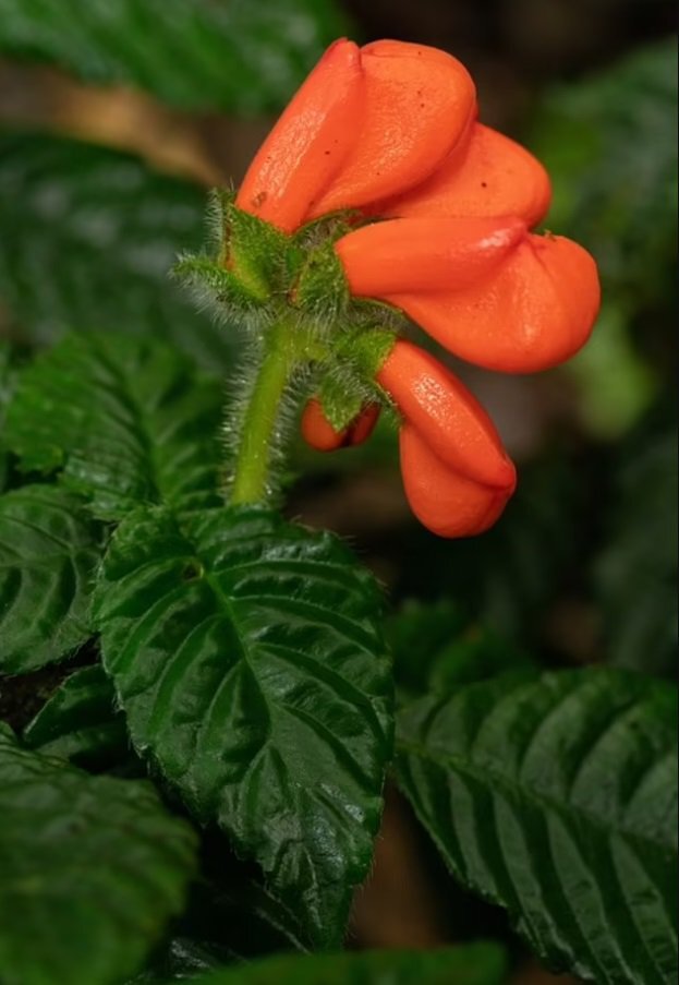 "Цветок с животом". Фото: Riley Fortier