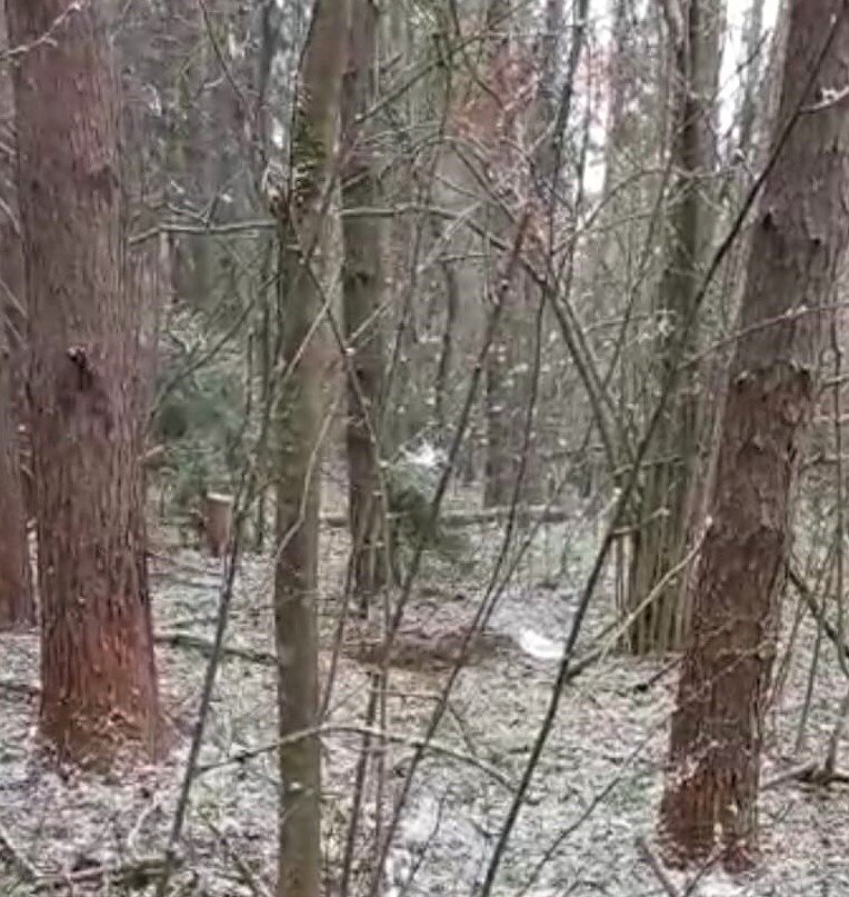 Погода в лесу. 