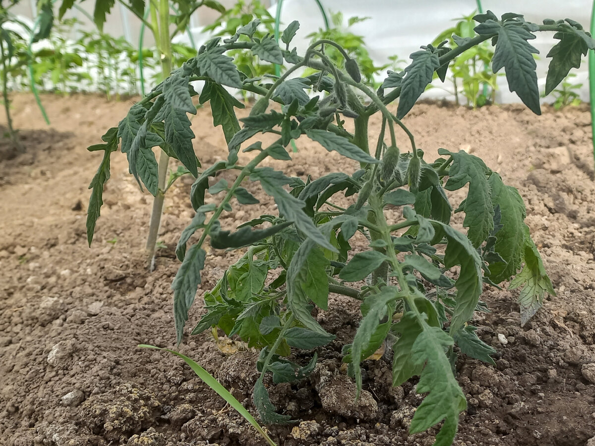 Томат Монгол-карлик.