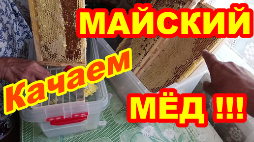 Качаем МАЙСКИЙ МЁД ! Когда качать майский раннелетний мёд !