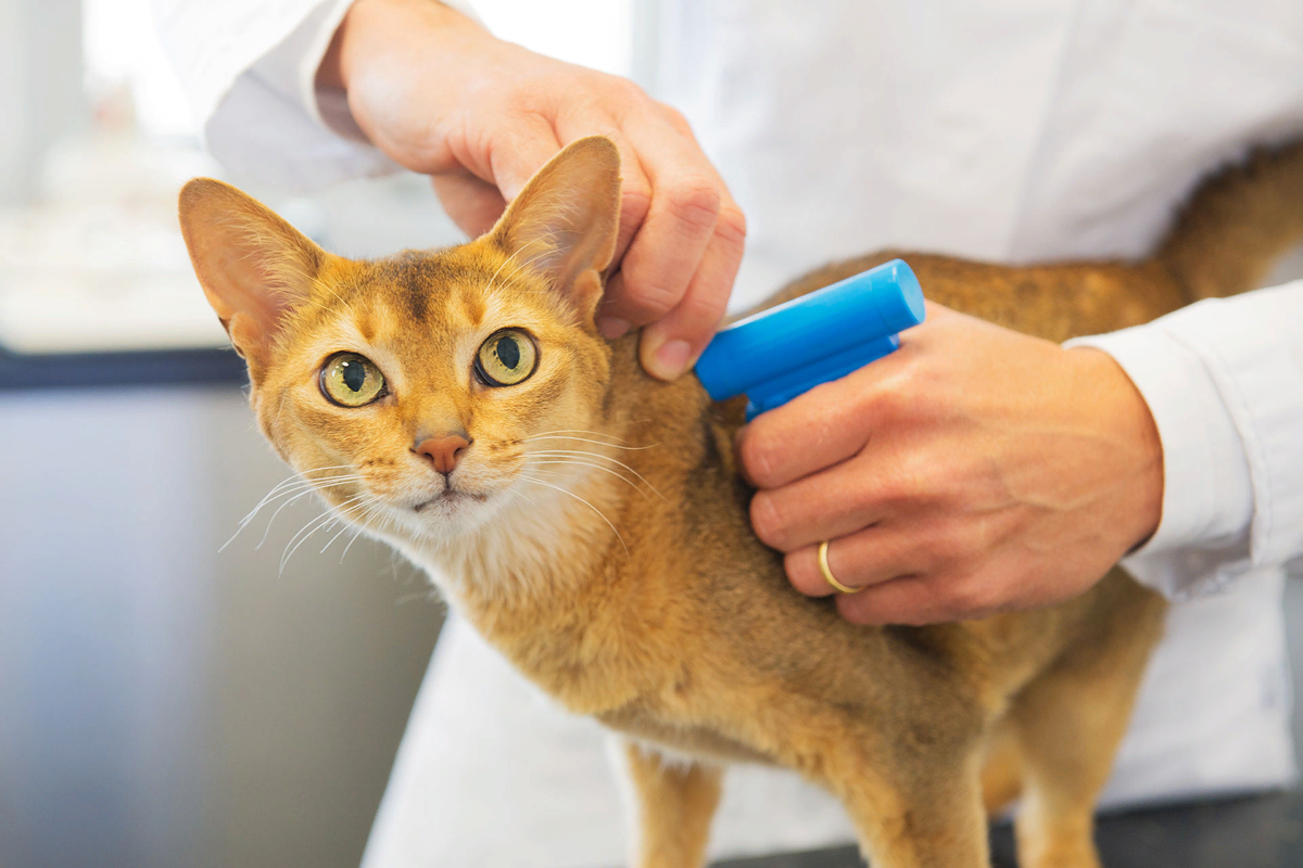 В последнее время всё больше говорят о чипировании животных. Считается, что вживляемый чип для кота, как паспорт для человека.-2