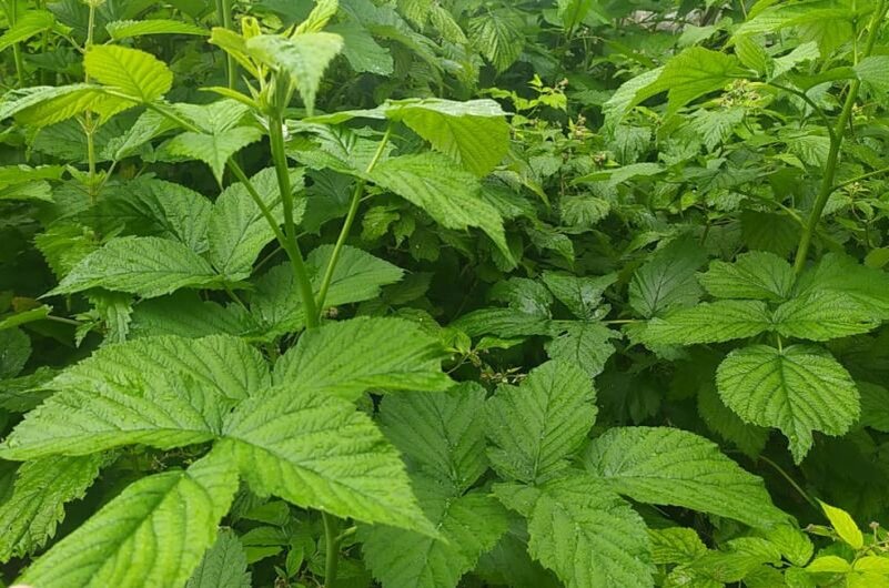 Кусты малины.