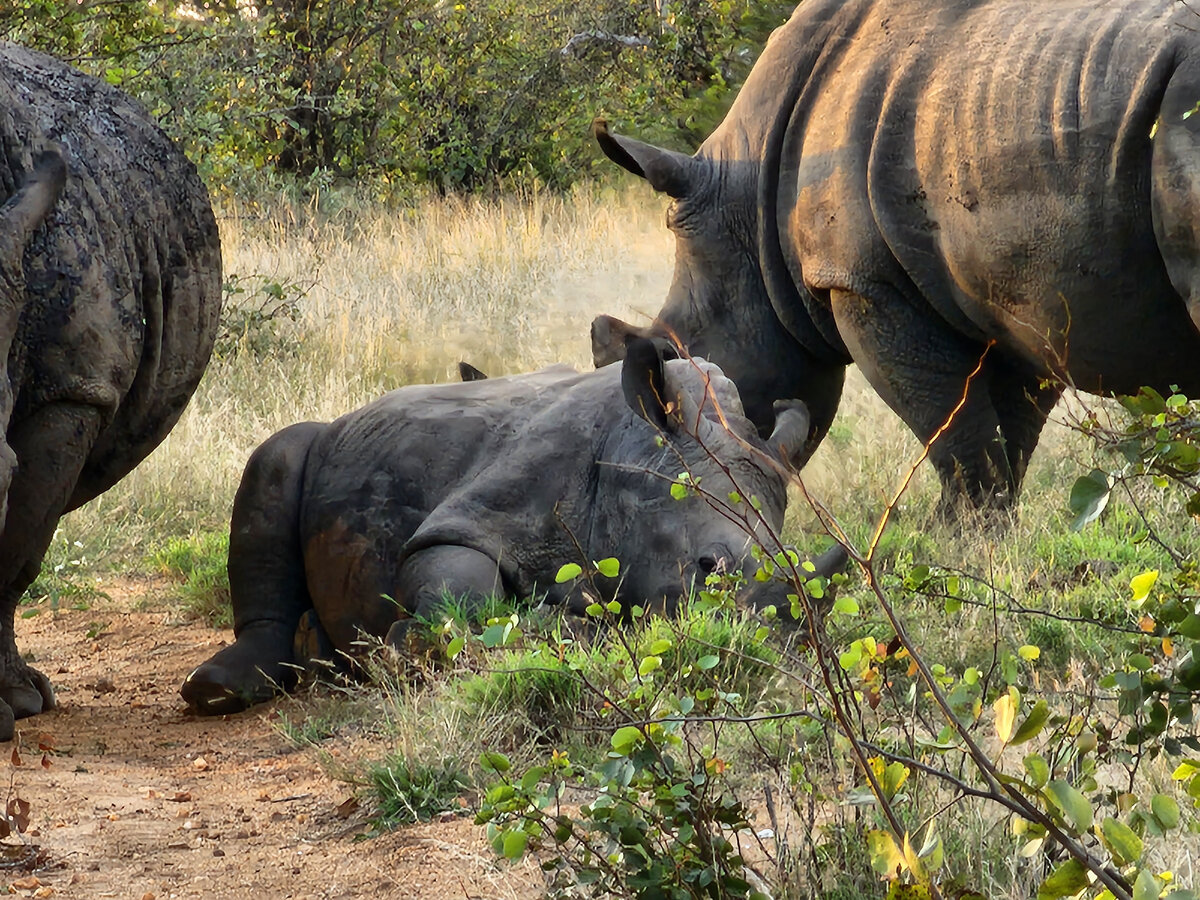 Пока малыш отдыхают, самки щиплют травку и смотрят  за порядком. Это белые носороги