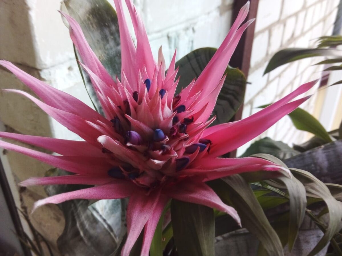 фото эхмеи месяц назад