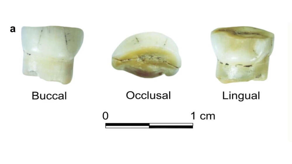     Фото: Tatiana V. Andreeva et al. / Scientific reports, 2022