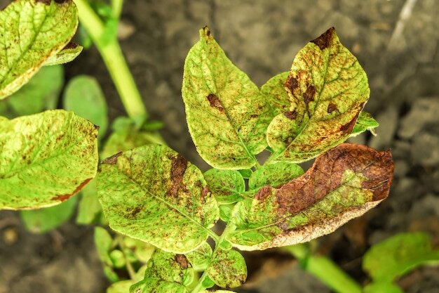 File:Phytophthora infestans potato Parel, aardappelziekte Parel.jpg - Wikipedia