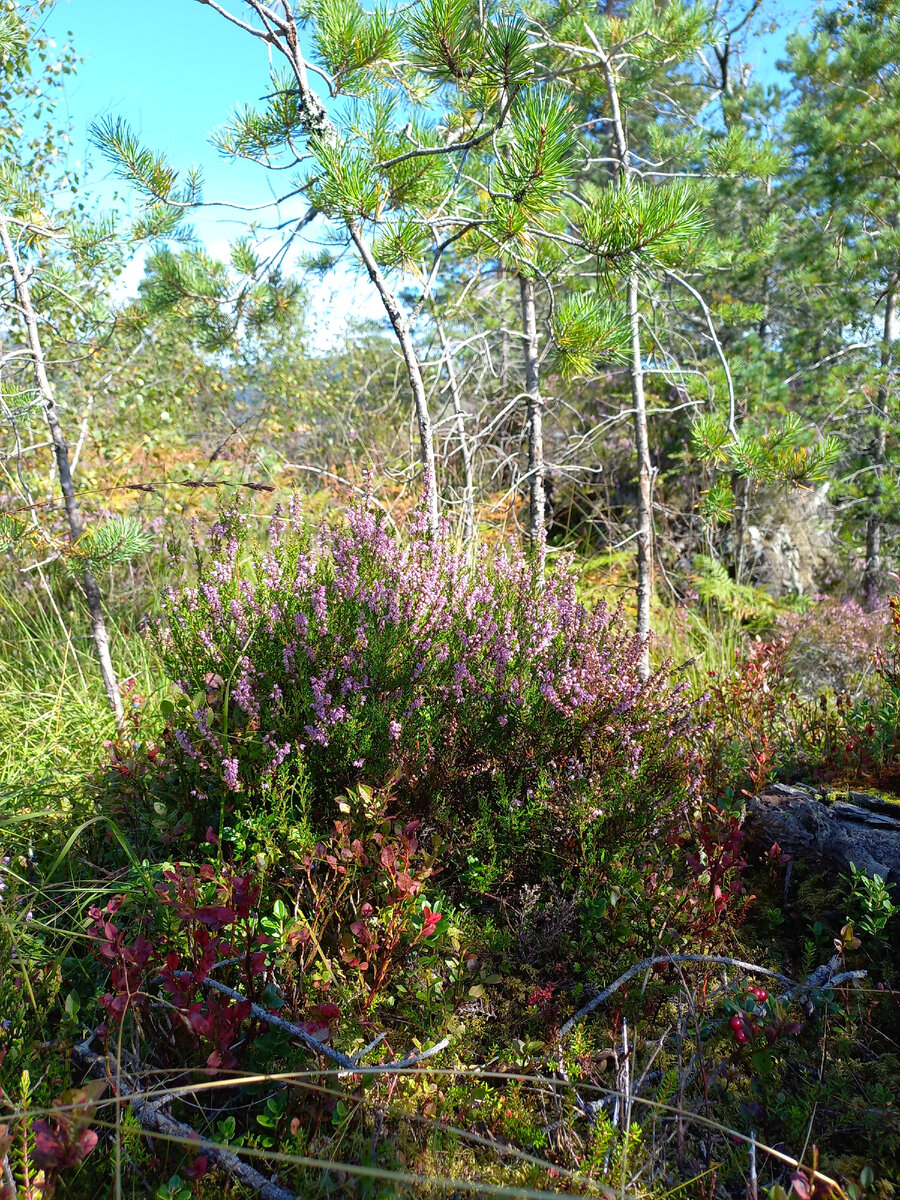 Куст вереска.