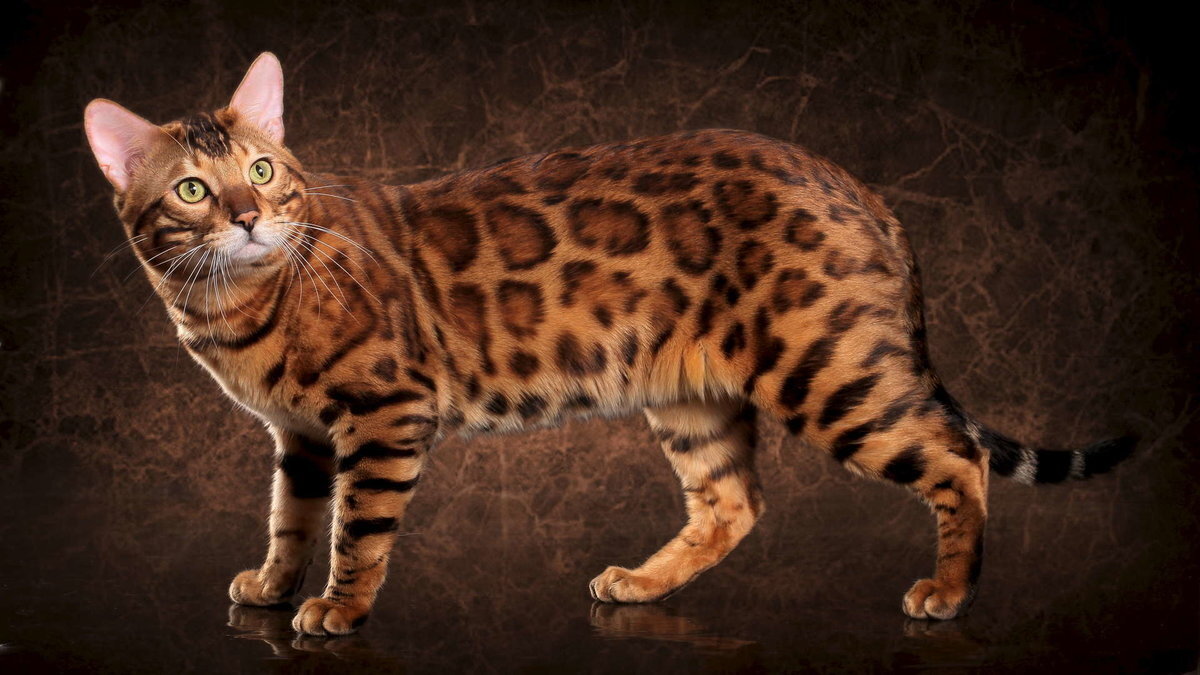 ТОП-10: Самые дорогие кошки в мире | Топовый Топ | Дзен