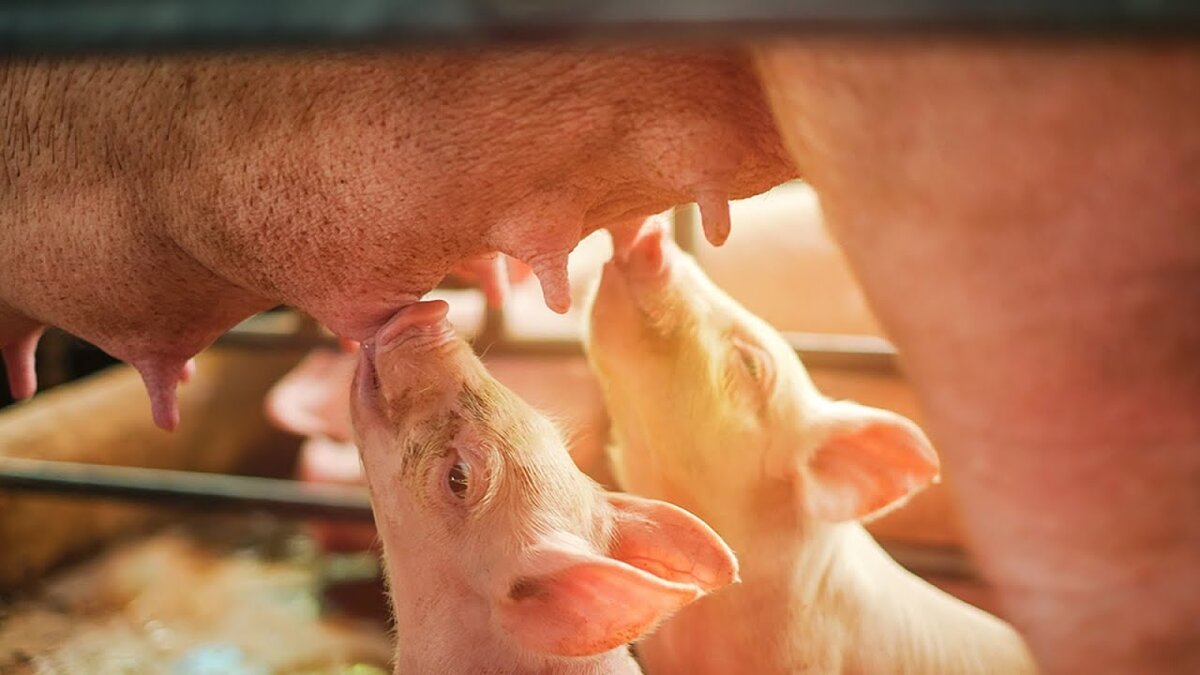 Далее - о кормлении поросят-сосунов