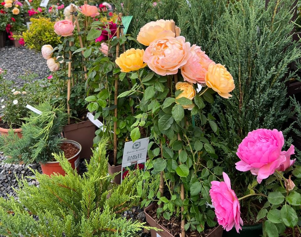 Розы зимой. Инструкция, как подготовить розы к холодам