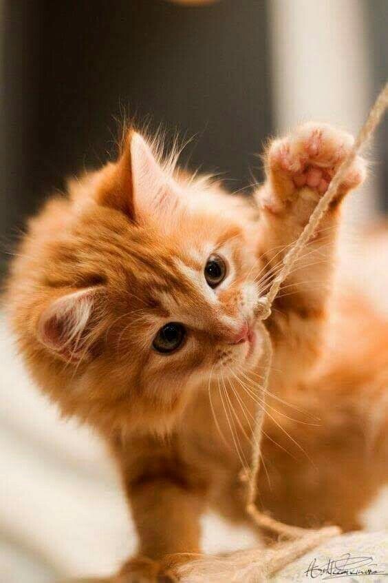 Кошка, фото из Яндекс фото