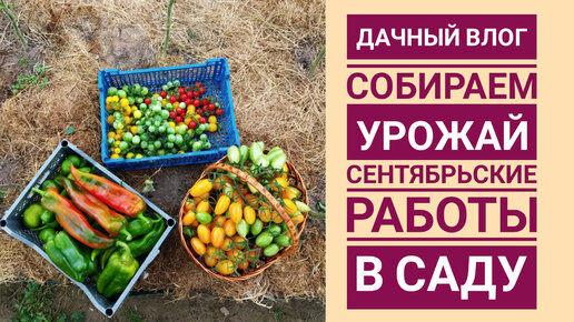 ДАЧНЫЙ ВЛОГ. СОБИРАЕМ УРОЖАЙ 🧺🍅🌶️🥕🥔 СЕНТЯБРЬСКИЕ РАБОТЫ В САДУ