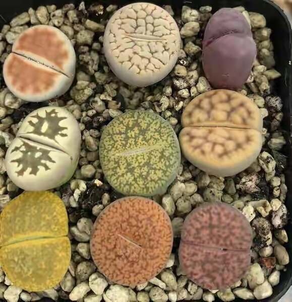 20 de plante cu aspect ciudat care există în natură