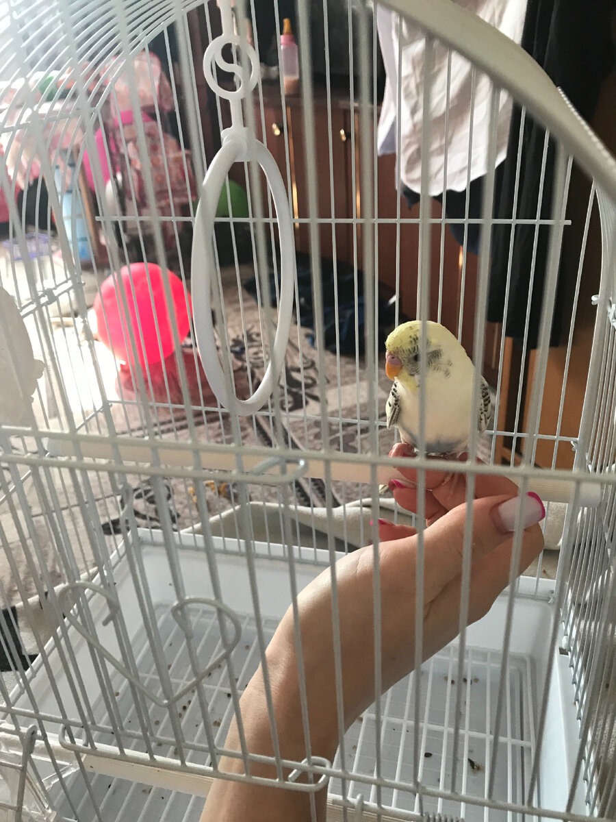 Спустя 4 дня приручения попугая.