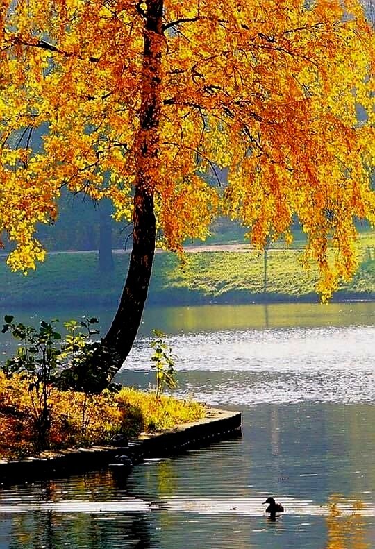 Берёза у реки,  фото автора 