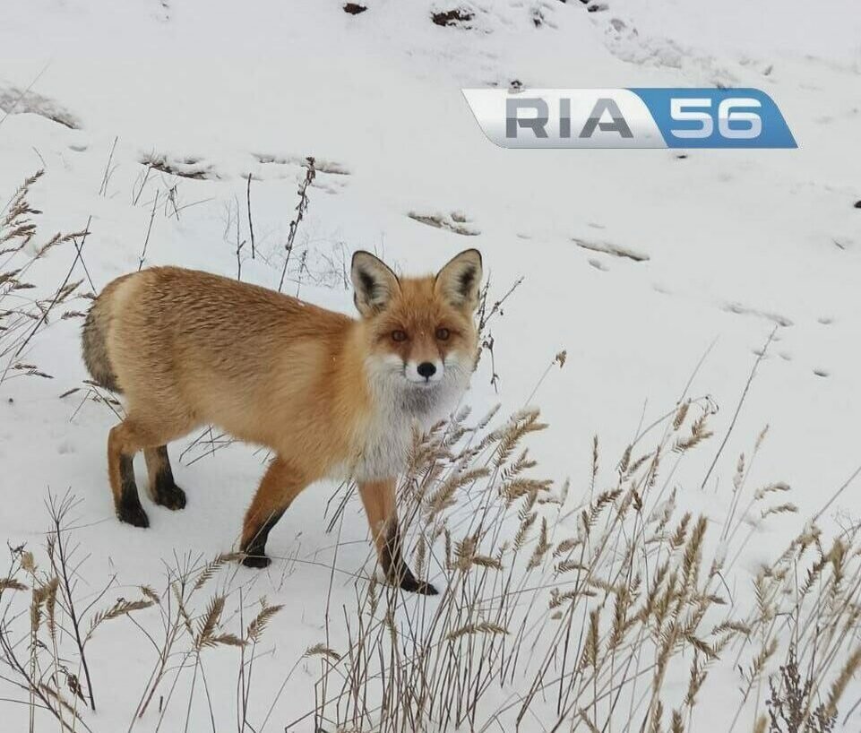  📷    В Сорочинском районе лиса хотела украсть сумку геодезиста Елена Шкатова