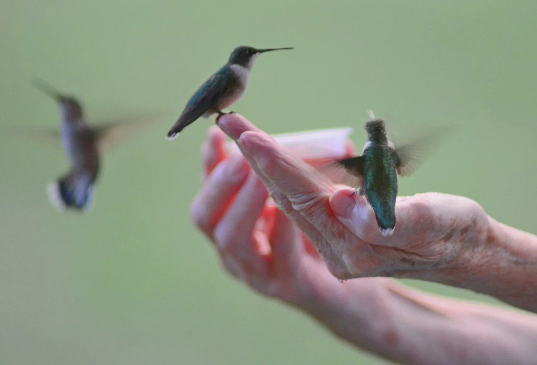 Eating process Hummingbird. Smuggling Hummingbirds.