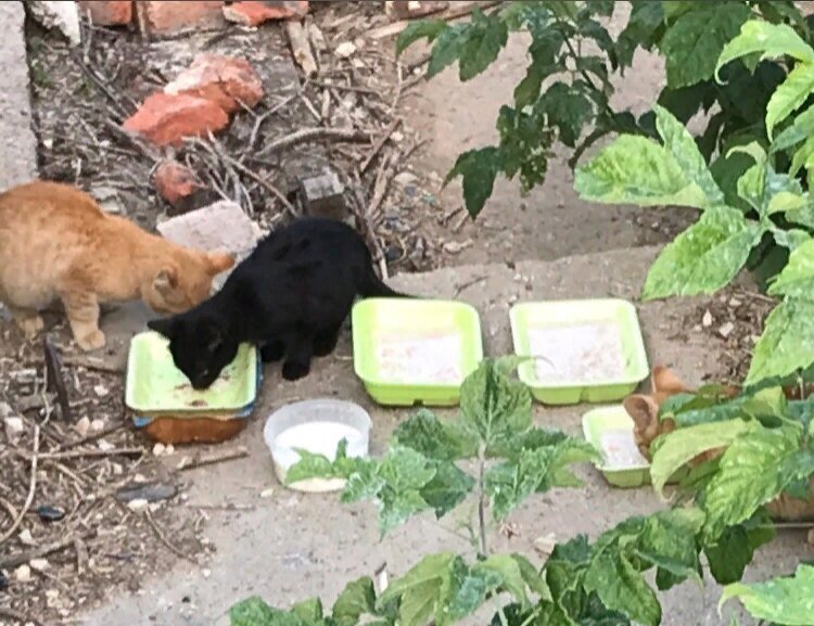 Температура снизилась дл минус 13. Кошки мерзнут, прижимаются друг у другу