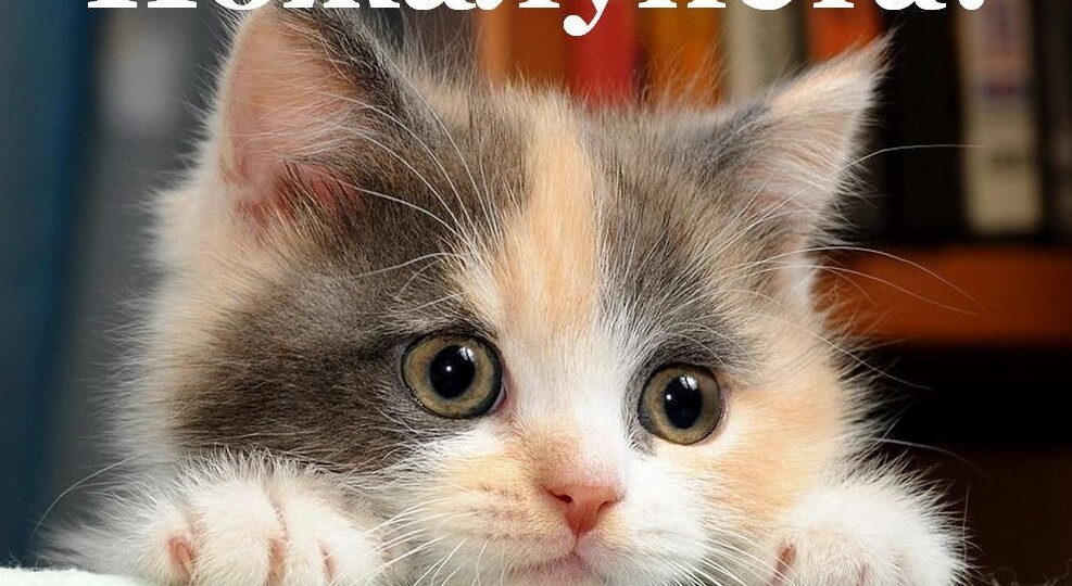 Каналу 4 недели! УРА! Набрать 30 часов на ДЗЕНЕ - это РЕАЛЬНО!