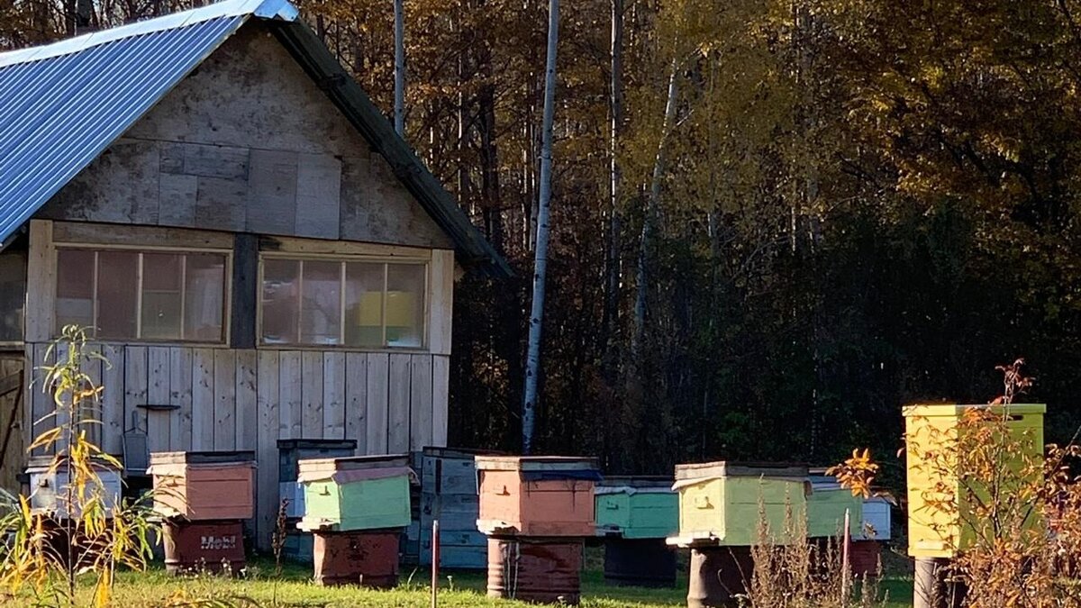     На территории пасеки в Нижнем Новгороде, которая принадлежит агрокомбинату «Горьковский», отменен карантин. Соответствующий документ опубликован на официальном портале правовой информации.