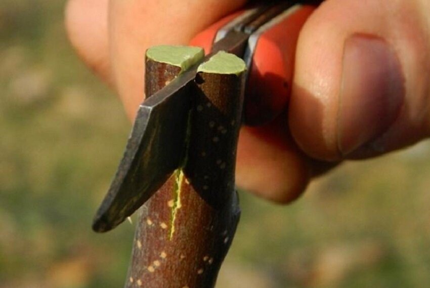 Источник фото: https://zelenj.ru/privivka-yabloni-v-rasshhep.html