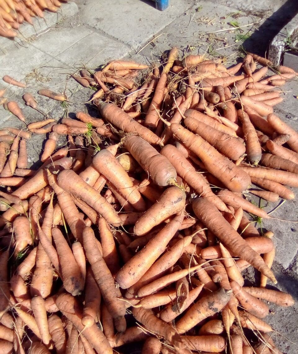 А мы наконец морковь убрали. В целом урожаем довольна: не гигантская, не огромная - просто морковь. Нормальная. Обычная.