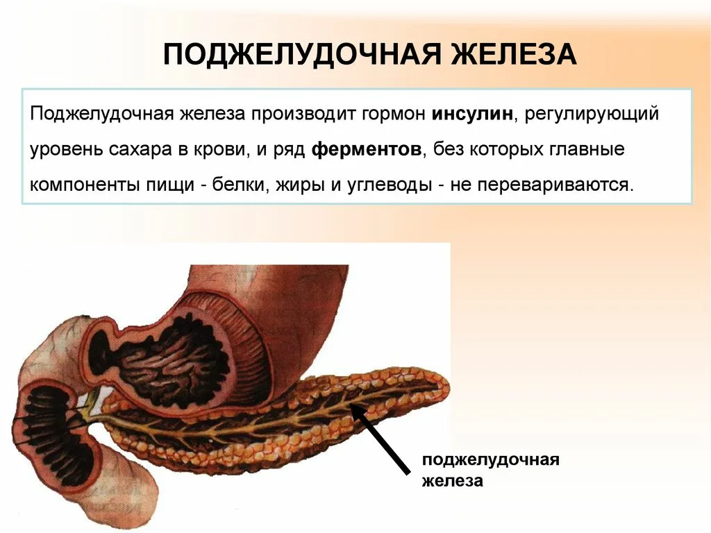 Работа поджелудочной железы. Поджелудочная железа инсулин. Поджелудочнаяжееза и сахар. Сахар и поджелудочная железа.