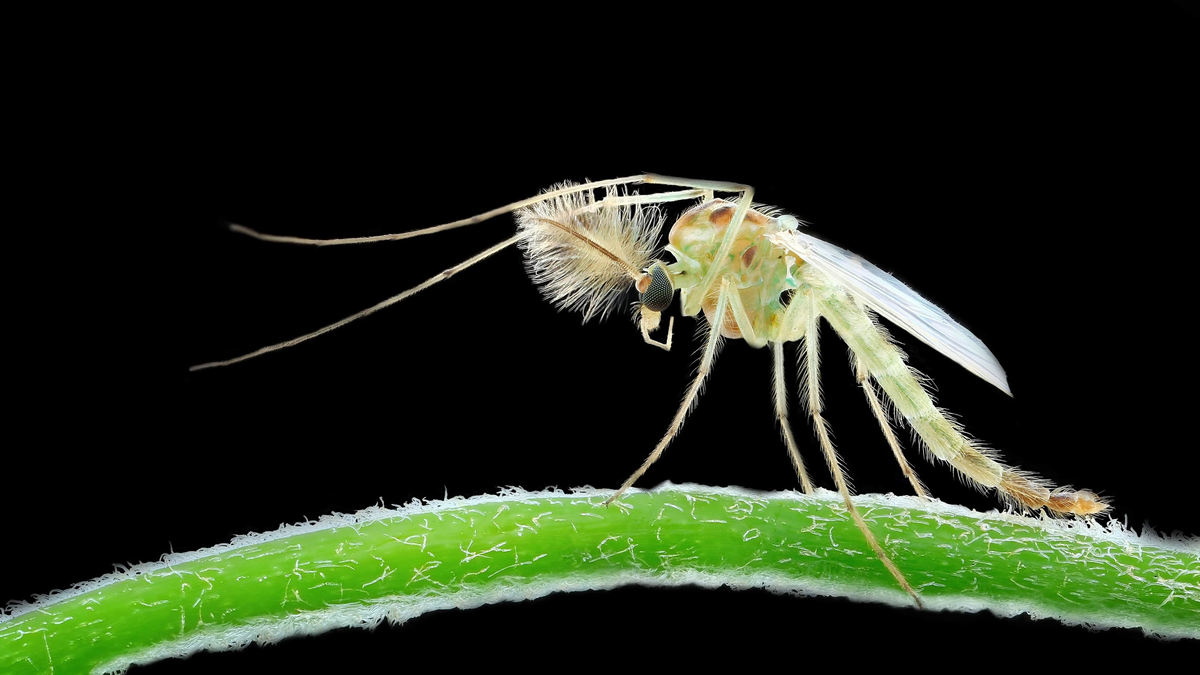 Красивый, хоть на подиум! 