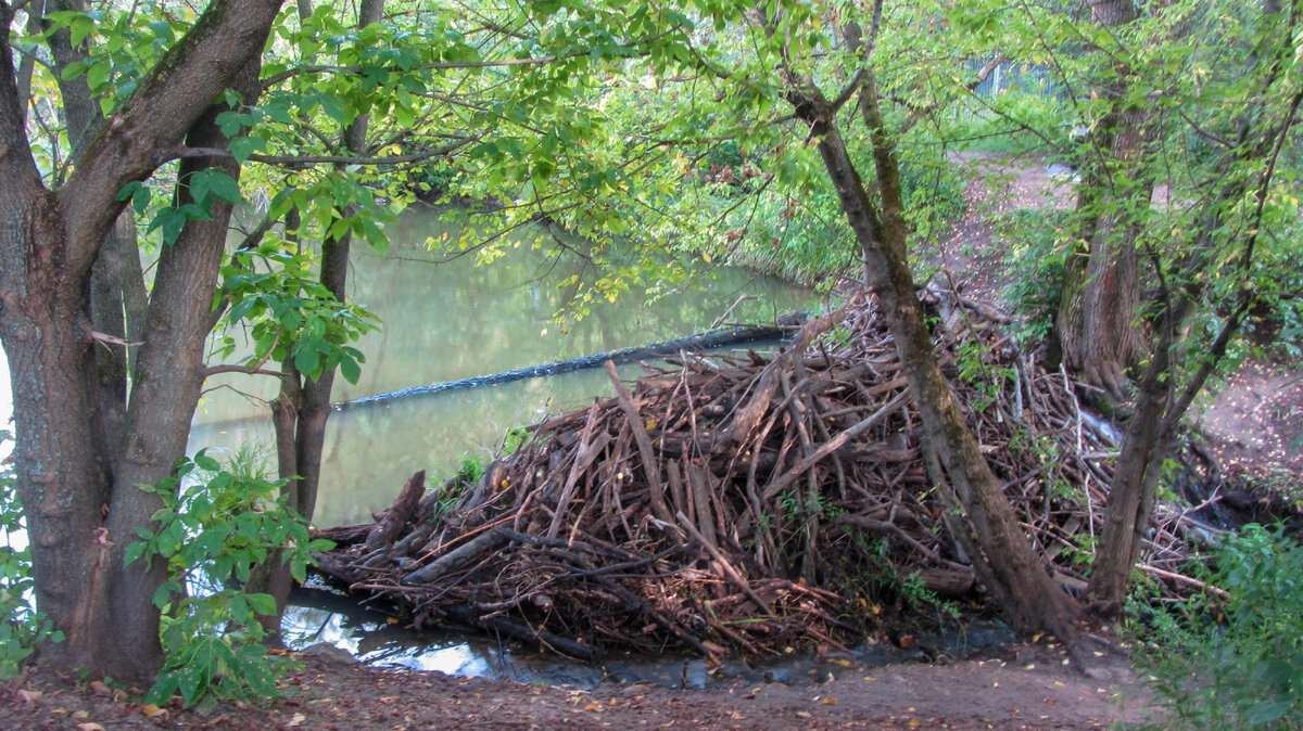 Плотина бобров