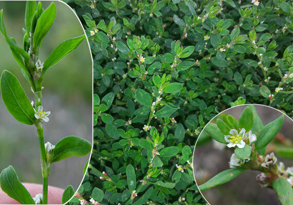 Вот такой он спорыш