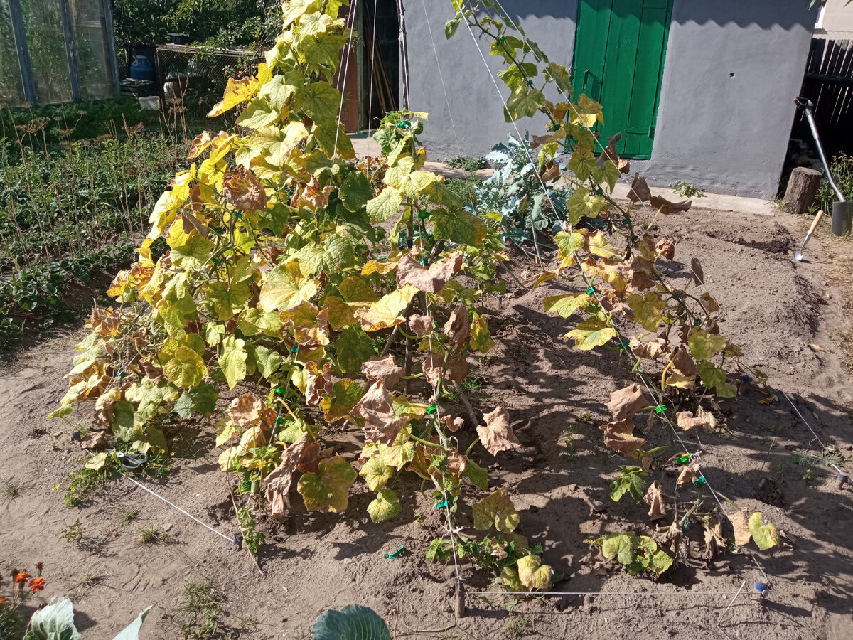 Потенциально живые кусты огурцов