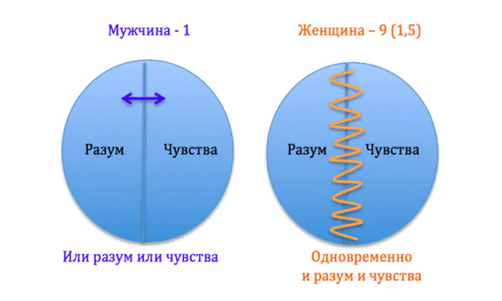 Разница между мужской и женской