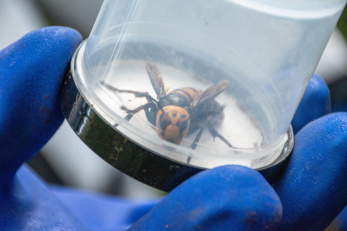 Баночка, наполненная ненавистью. 