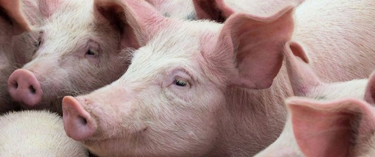    В Курской области выявили новый очаг африканской чумы свиней