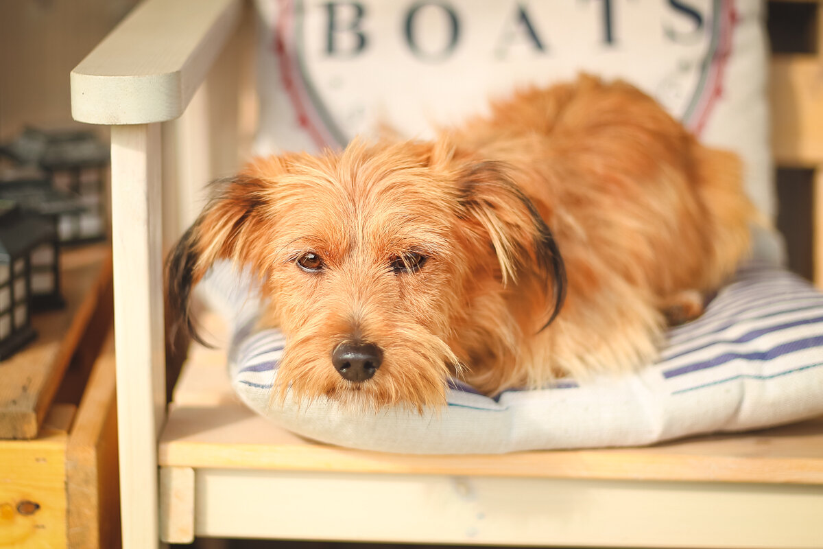 На фотографии маленький Рэди. Приезжал к нам на время отпуска хозяев.