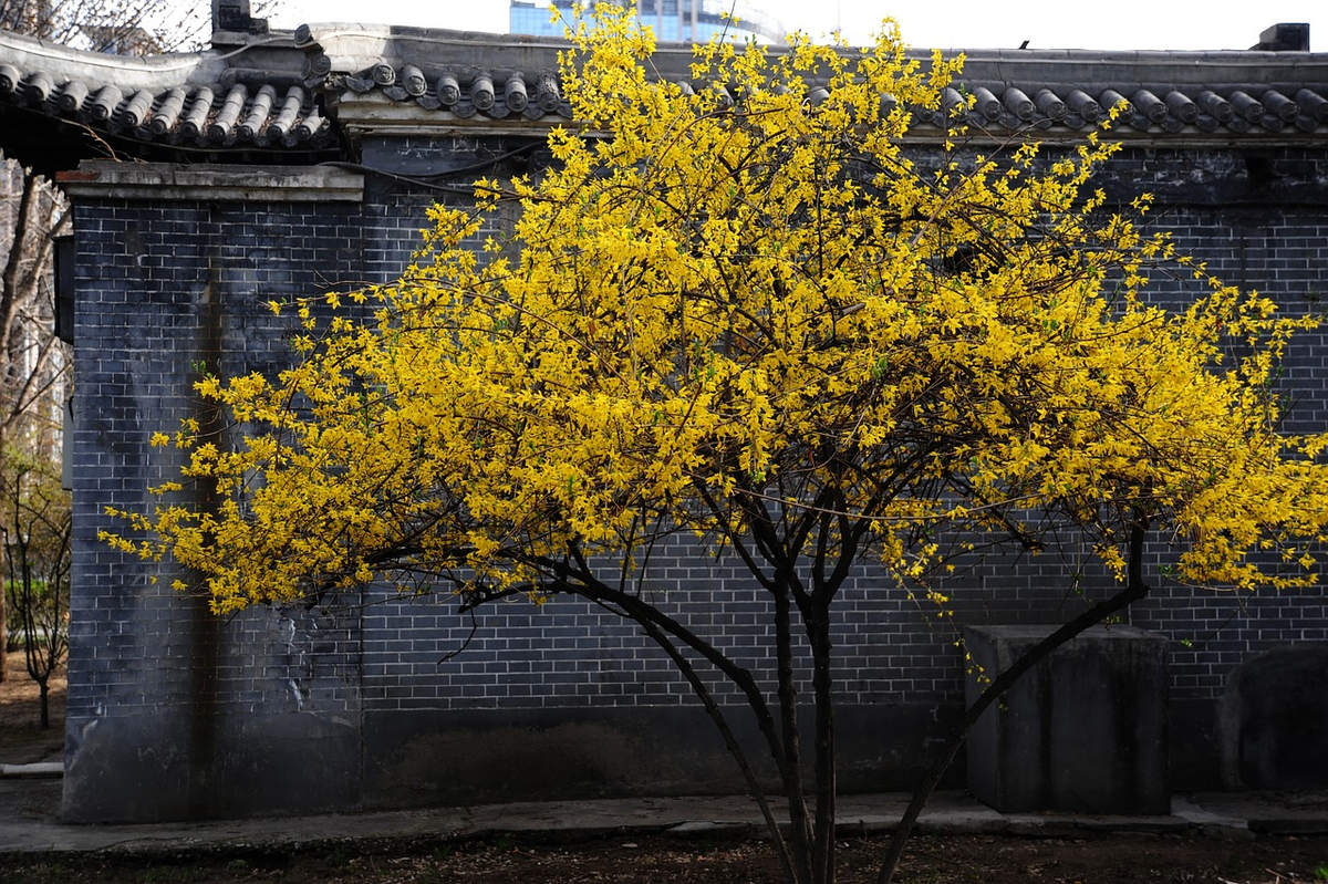 форзиция голдрауш. форзиция lynwood. форзиция и барбарис. форзиция. солнечный кустарник.