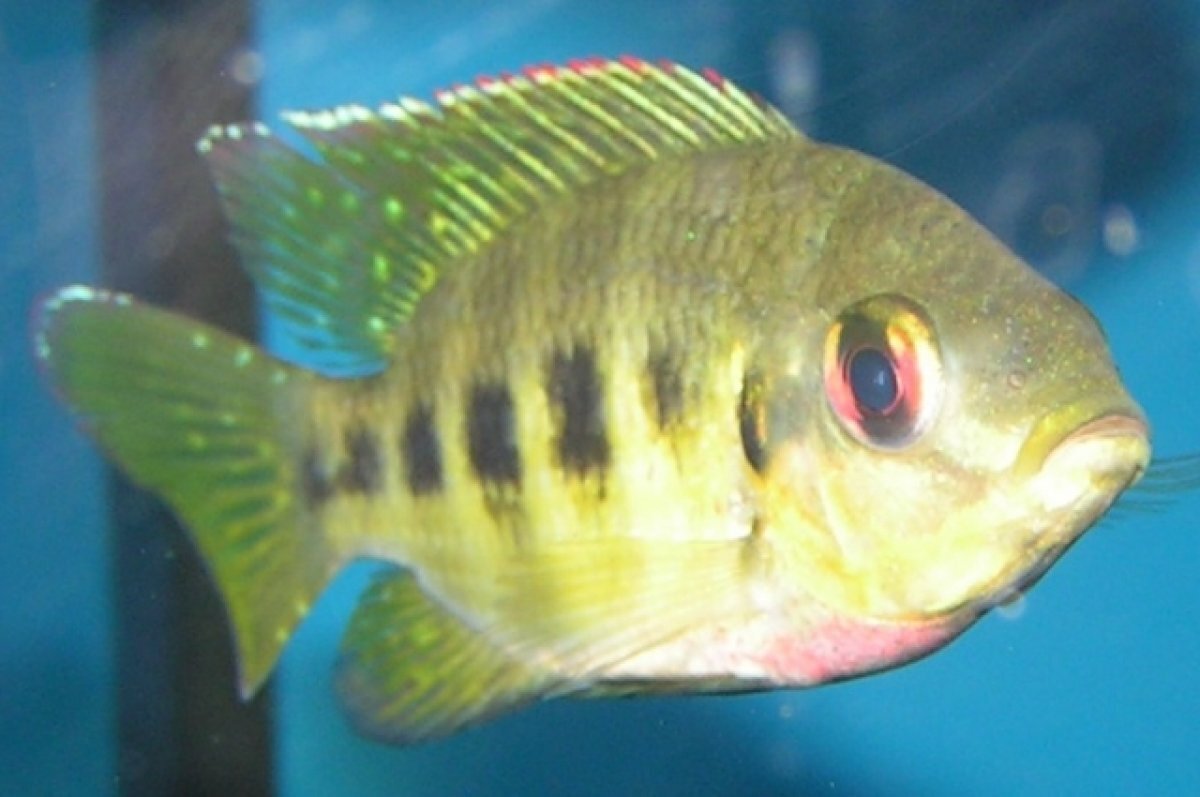    Американке ампутировали руки и ноги после употребления зараженной рыбы