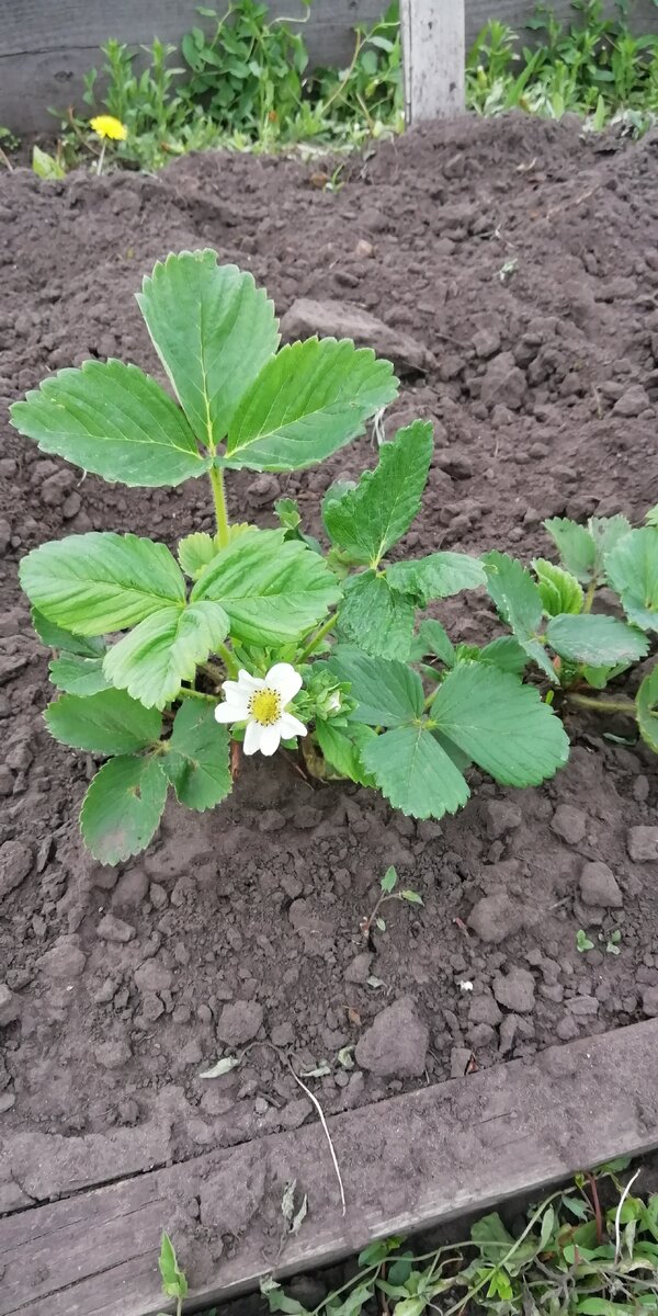 Альба прошлогодний куст