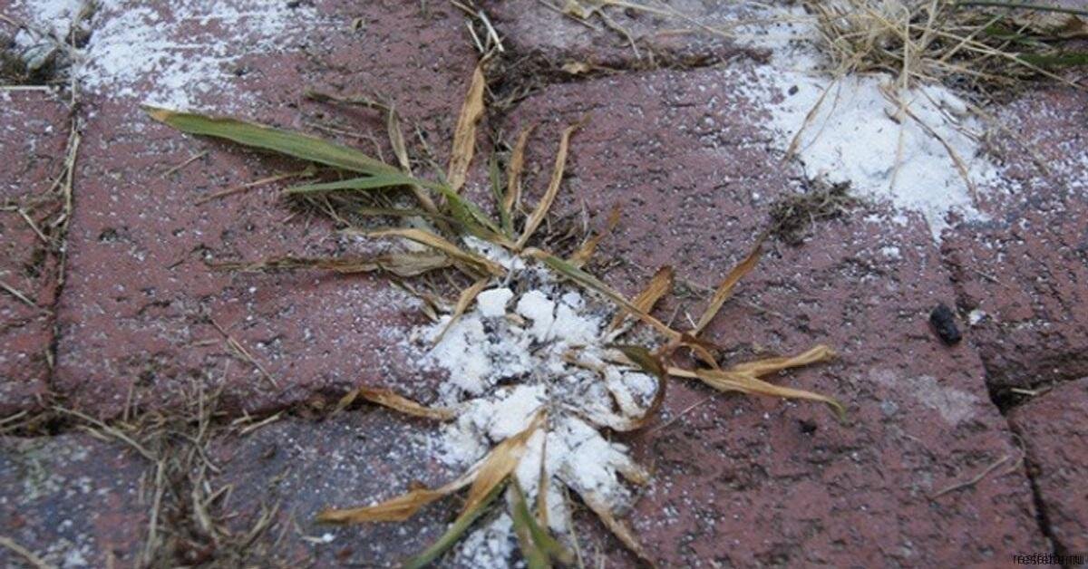 Использование соли для борьбы с сорняками, фото https://yandex.ru/images