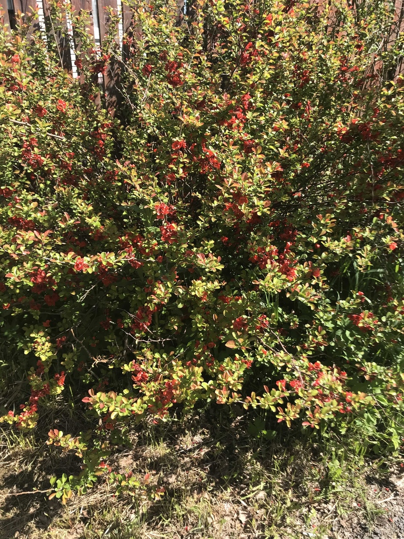 Auf dem Foto können einen blühenden Quittenbaum sehen