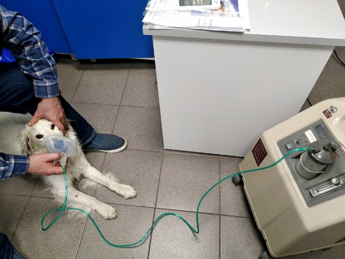 Чакки дышит кислородом. Фото автора