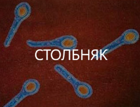 Бактерии столбняка