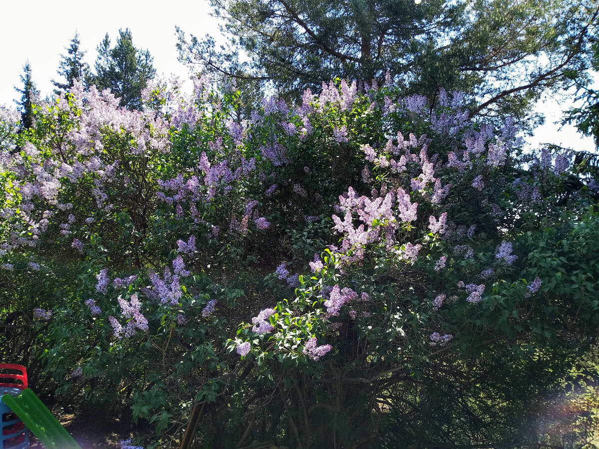 Сирень цветет, жизнь хороша - фото автора
