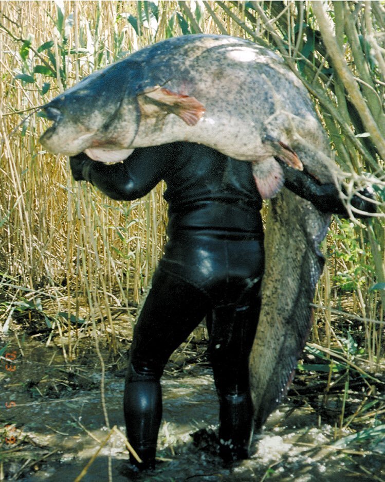 Вот это Сомище, просто шею ломит