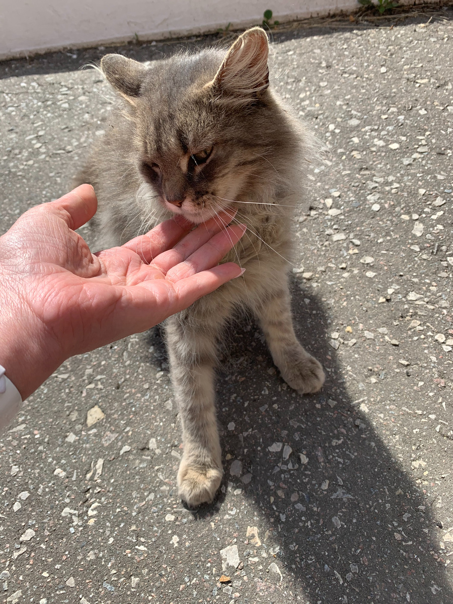 Ласкуша Кисуня. Фото было сделано для "Добрых рук"